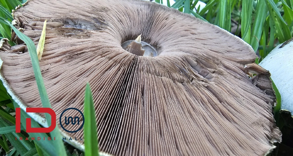 بررسی قابلیتهای عکاسی ماکرو در Samsung S23 Ultra